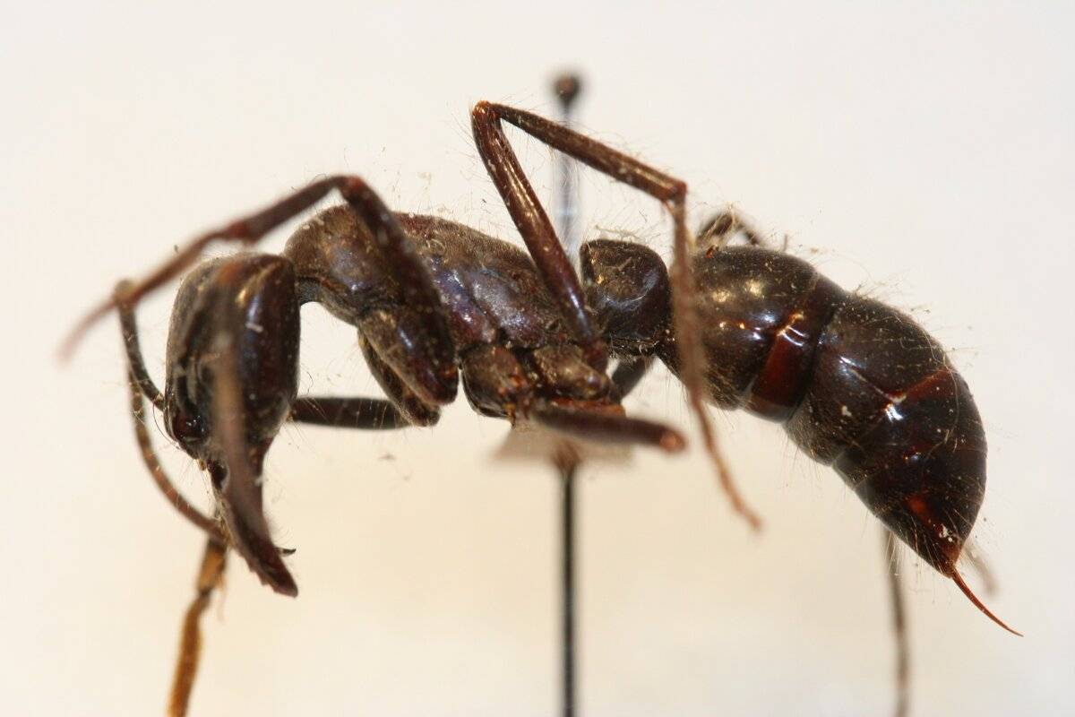 Самые распространенные виды лесных муравьев