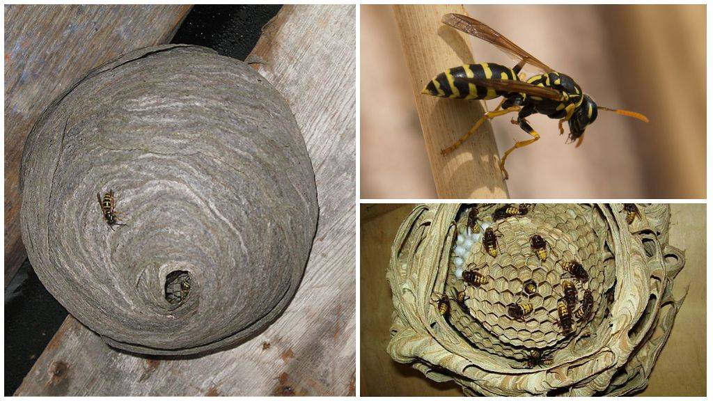 Чего боятся осы и как от них избавиться на природе