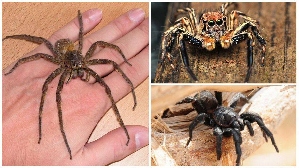 Ядовитые пауки ростовской области фото и название
