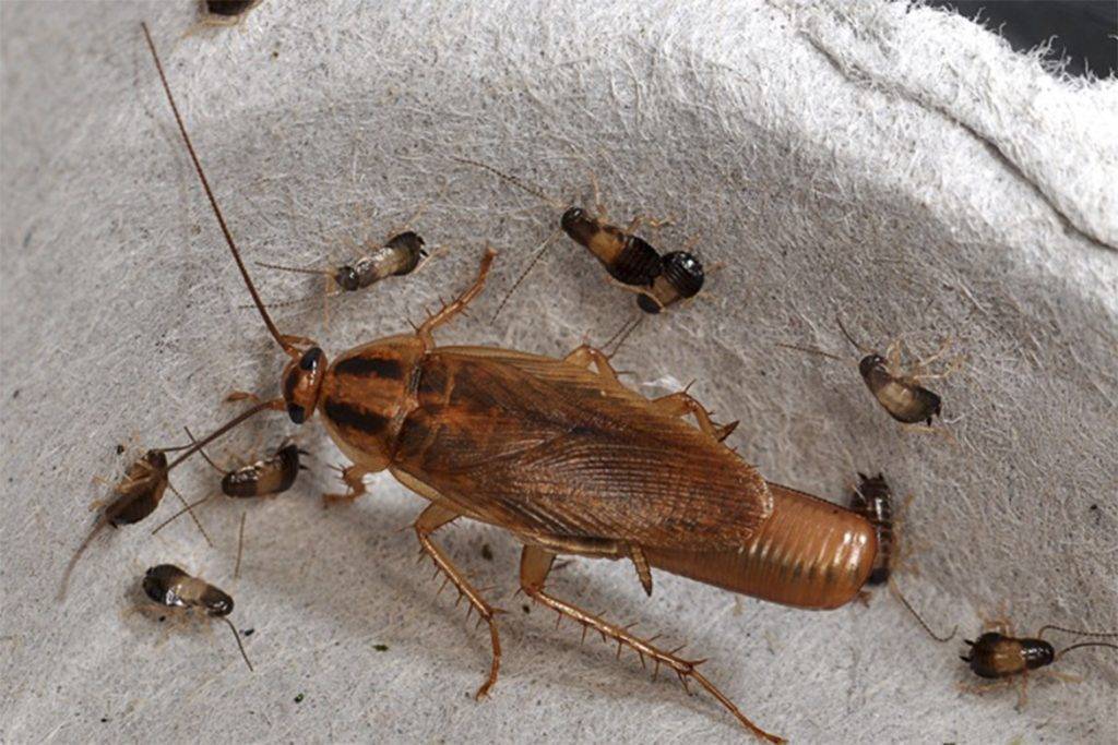 Почему тараканы стасики?