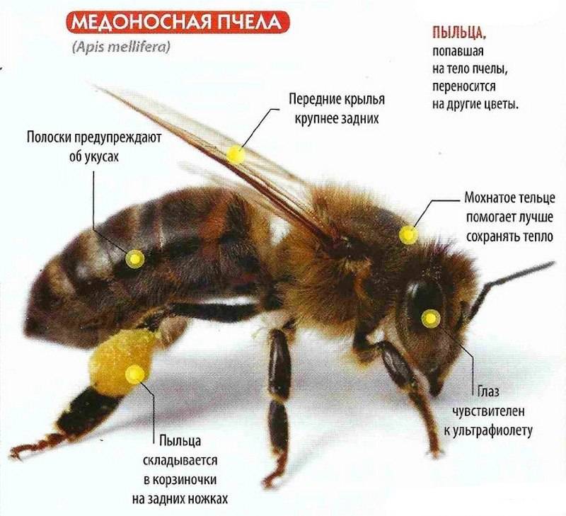 Короткая справка о медоносных пчёлах | зооляндия