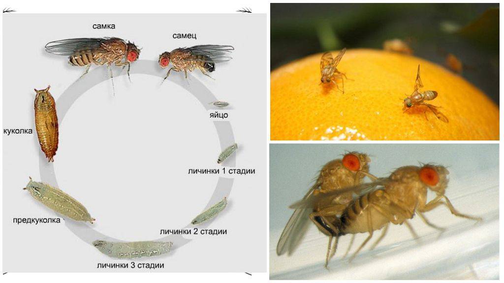 Размножение мух и интересные факты о них