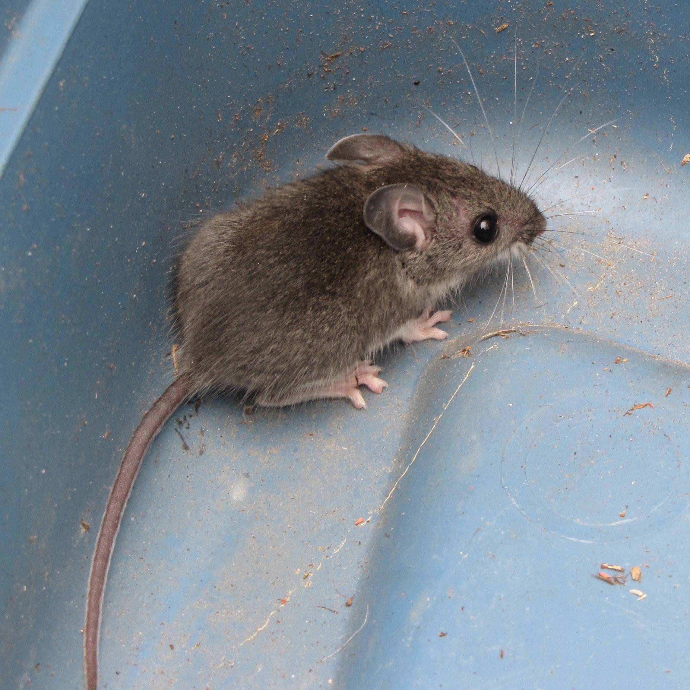 Мышь: обзор видов, питание и быт, способ жизни мышей (93 фото)