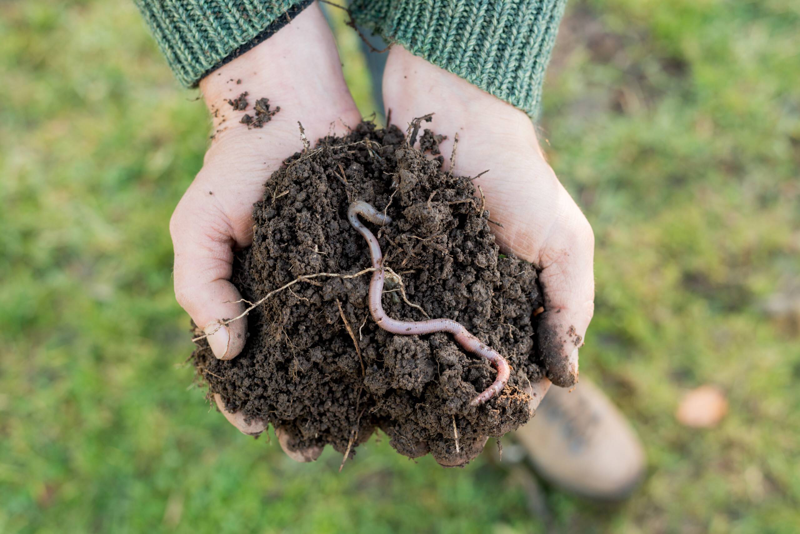 Дождевые черви чем питаются в природе, почве, на вермифермах, в домашних условиях?