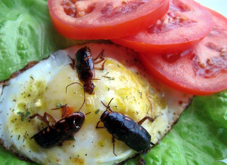 Тараканы: чем питаются, особенности ротового аппарата, что едят в квартире и сколько живут без еды русский фермер