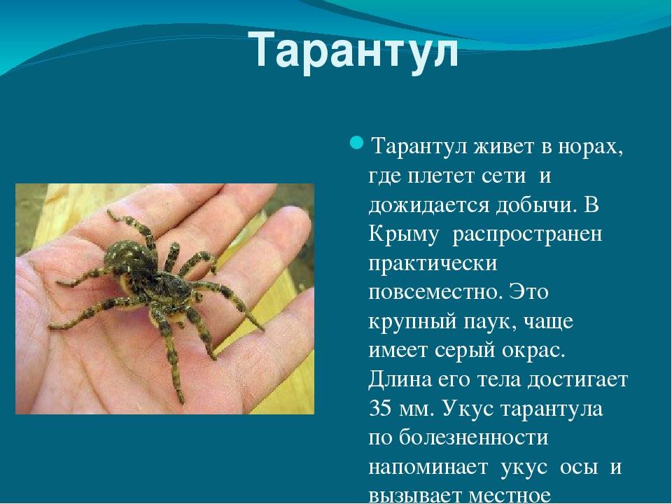Тарантул: фото паука с твёрдым авторитетом