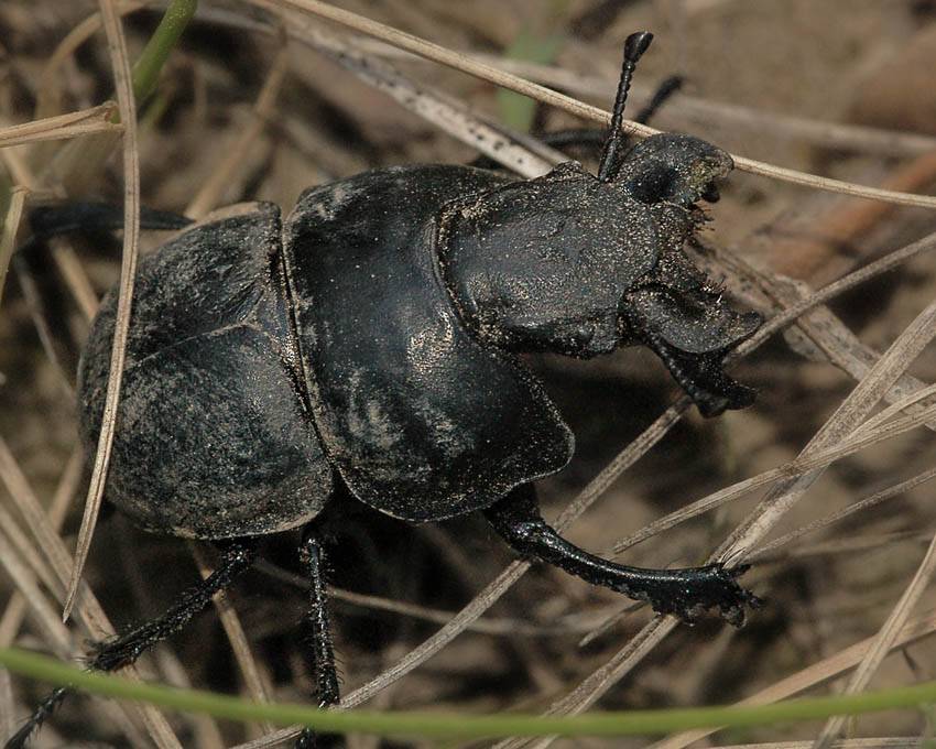 Черный жук стригун на огороде