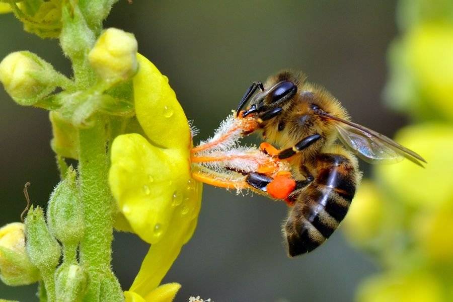 Медоносная пчела: описание, образ жизни и значение для человека