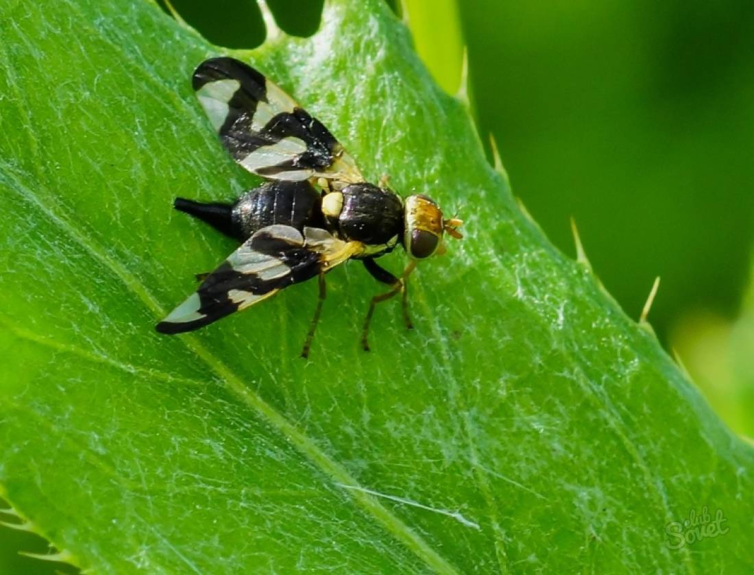 Вишневая муха: самые действенные методы борьбы