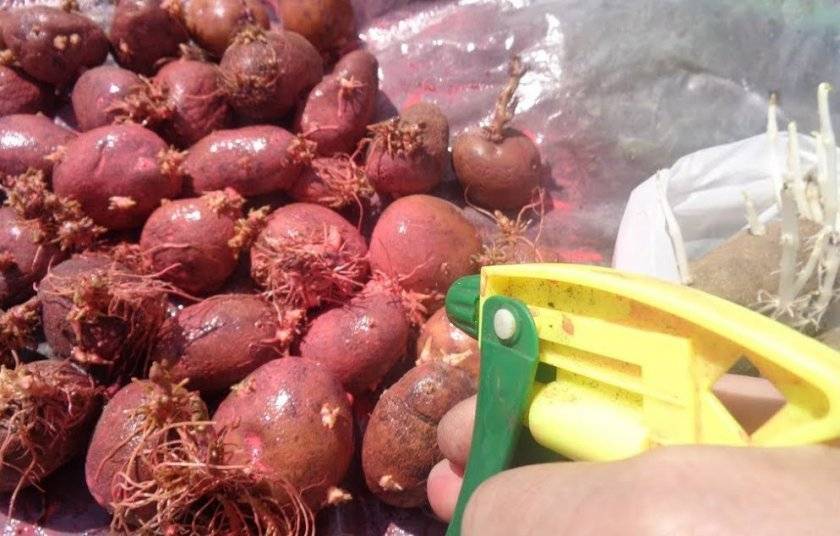Обработка картофеля перед посадкой: чем обработать картошку от болезней и вредителей