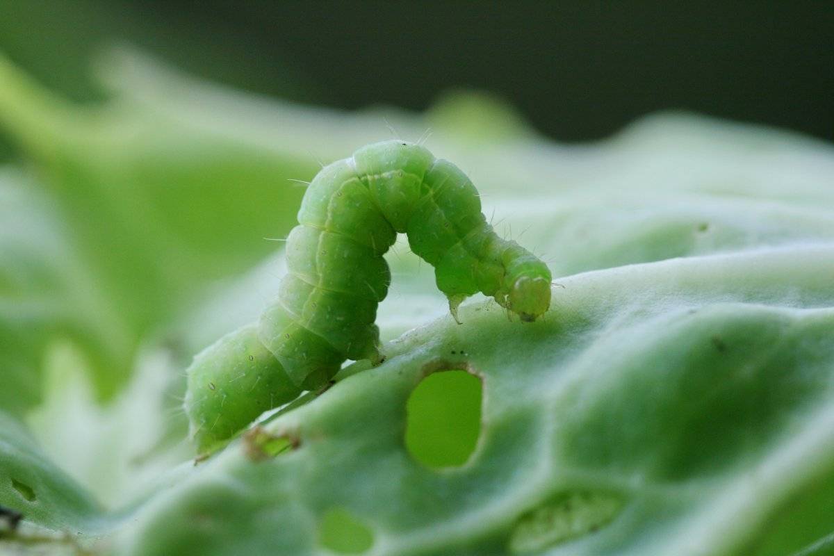 Гусеницы на капусте: как бороться народными средствами и препаратами, чтобы защитить посадки