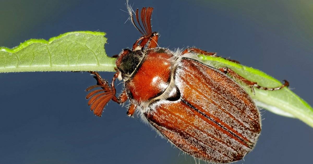 Как избавиться от личинок майского жука в саду и огороде навсегда
