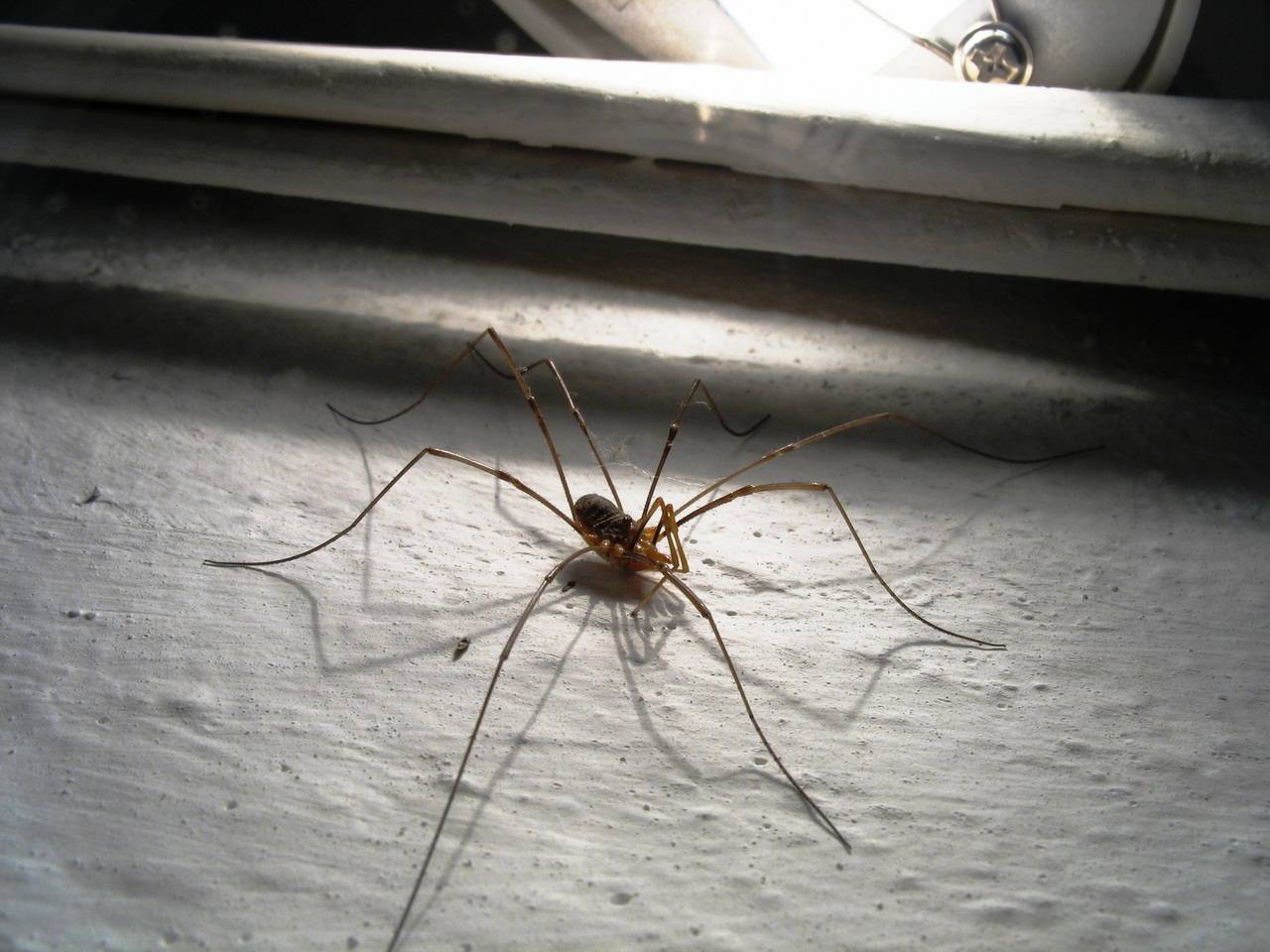 24 самых необычных паука в мире