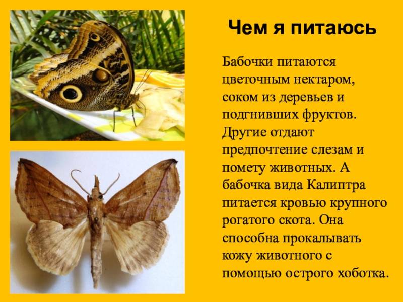 Как зимуют бабочки в природе?