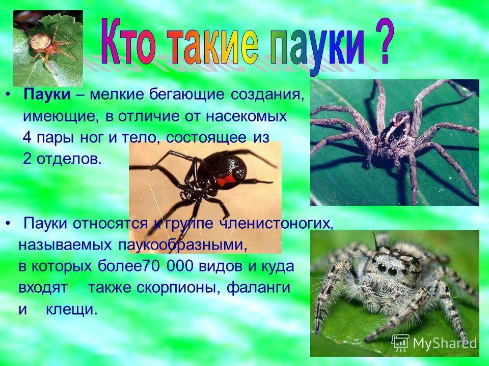 Признаки паукообразных: основные характеристики класса, отличия от насекомых, внутреннее и внешнее строение