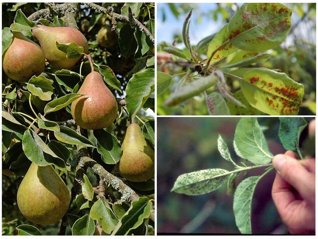 Как бороться с тлей на плодовых деревьях (яблоне, сливе, вишне): чем обработать, лучшие средства
