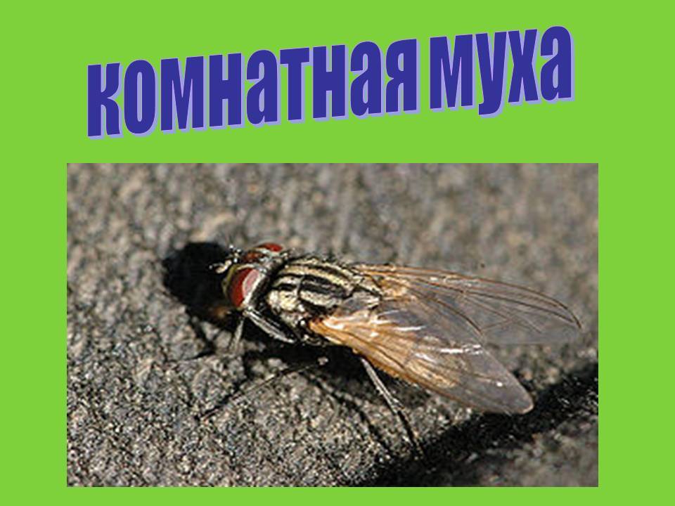 Домашние мухи – чем опасны для человека, и как от них избавиться