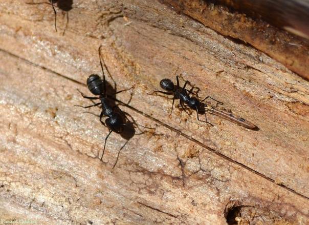 Как избавиться от муравьев в доме или квартире навсегда в домашних условиях