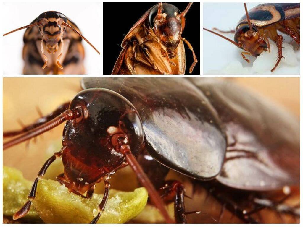 Кусаются ли тараканы или нет, они остаются опасными паразитами