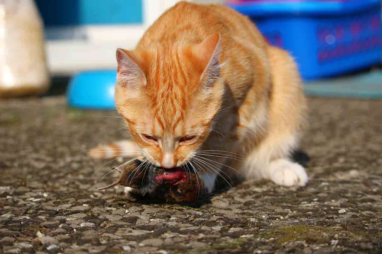 Кошка ест мышей: чем это опасно
кошка ест мышей: чем это опасно