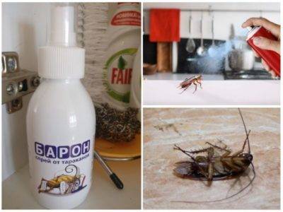 Народные средства от тараканов в квартире - самое эффективное