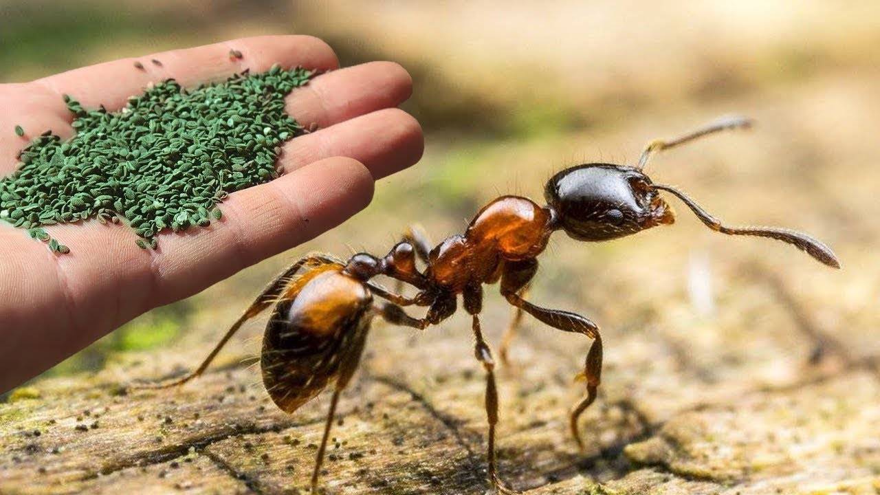 Как избавиться от муравьев в теплице самостоятельно и навсегда. как избавиться от муравьёв в теплице — самые эффективные методы!