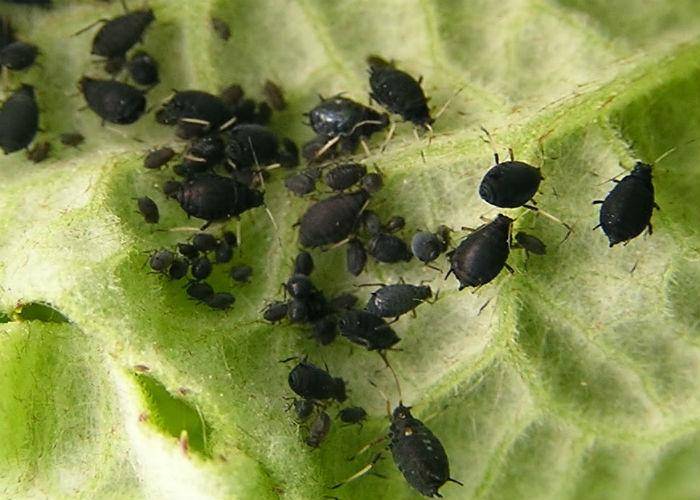 Тля и другие вредители на рассаде перца: как избавиться от насекомых