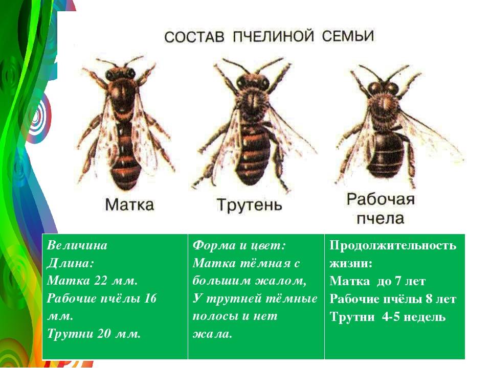 Описание медоносной пчелы