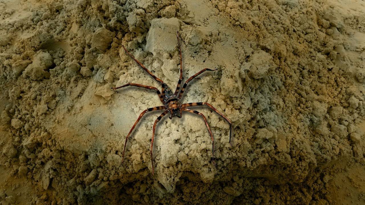 Огромные пауки в австралии фото