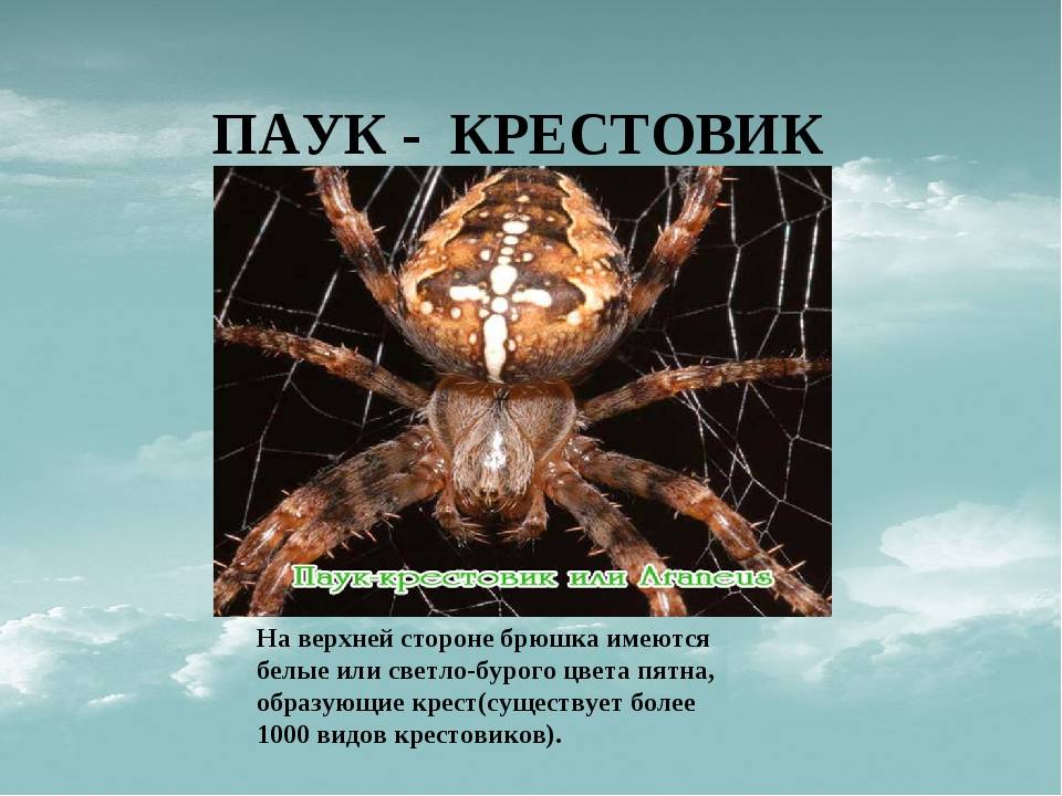 Что означает паук. Питание паука крестовика. Паук крестовик красная книга. Паук крестовик описание. Паук крестовик 2 класс окружающий мир.