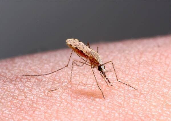 Малярийные комары: как выглядит, как избавится, что будет если укусит