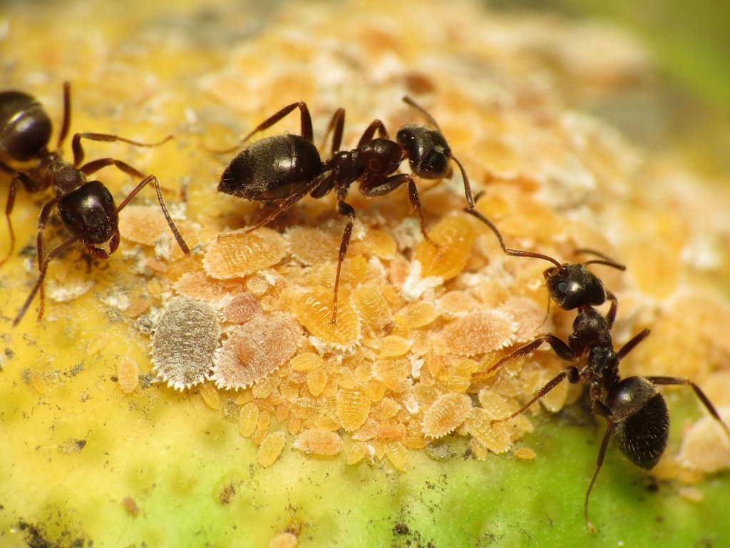 мелкие чёрные муравьи