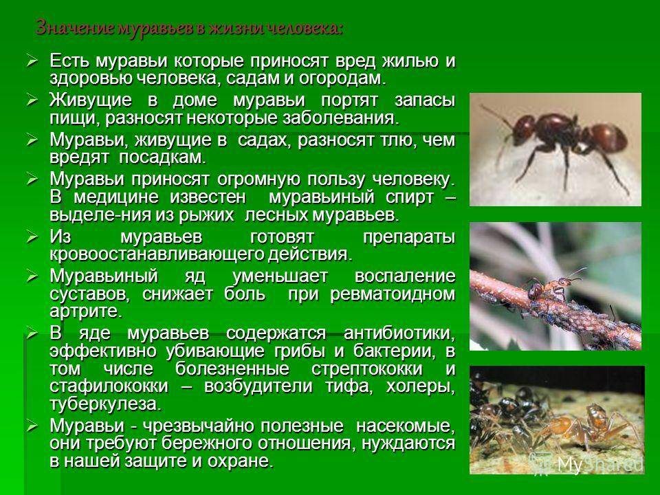 Кто ест муравьев в лесу, поле, лугу, огороде? кто питается муравьями