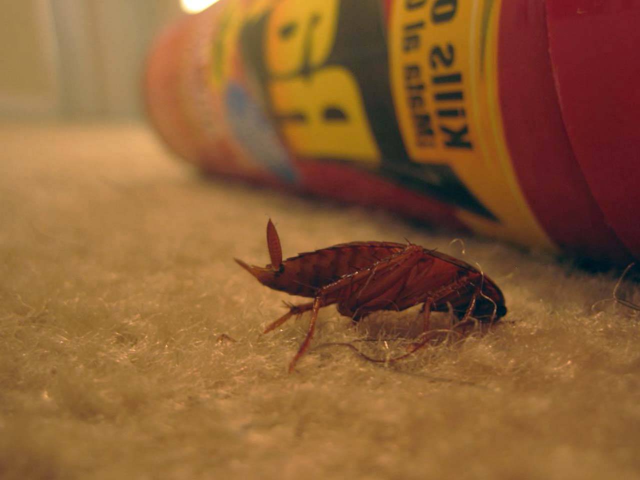 Как вывести тараканов из общежития?