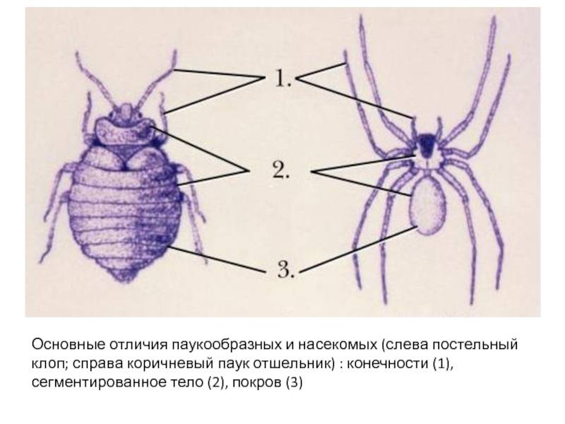 Кто такой паук: насекомое или нет :: syl.ru