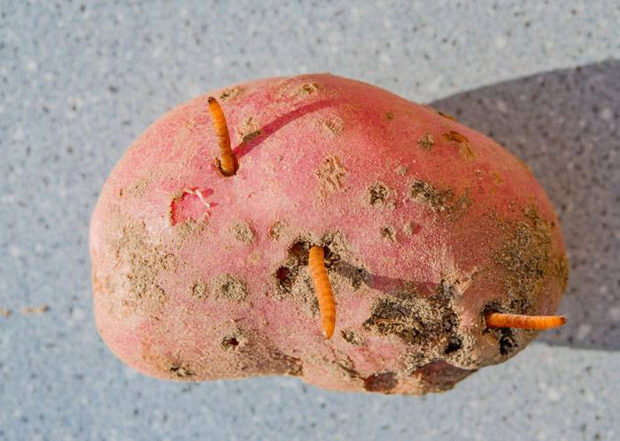 Как вывести проволочника из картофеля: химические средства и народные методы