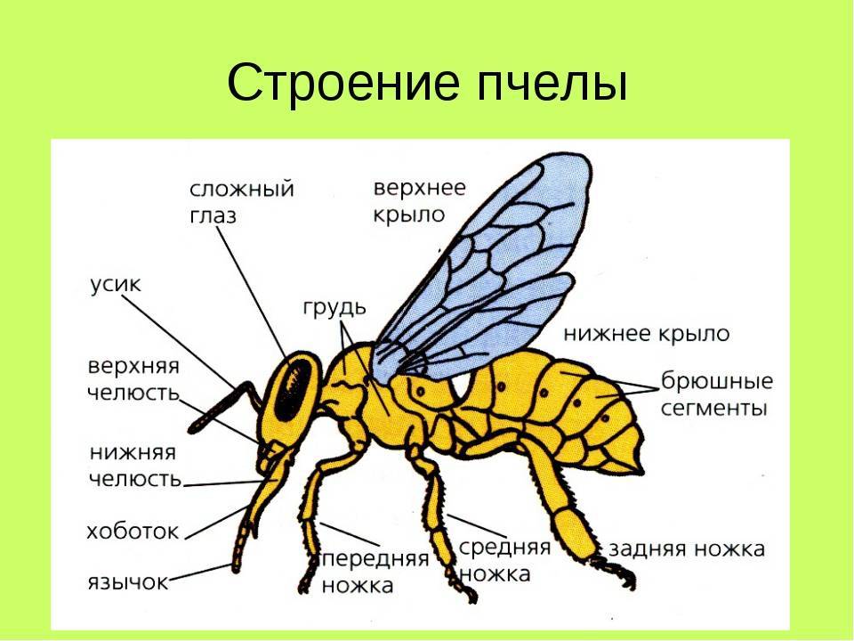 Сколько живут осы – семейная иерархия насекомых. подробно о личинках ос и особенностях их жизненного цикла