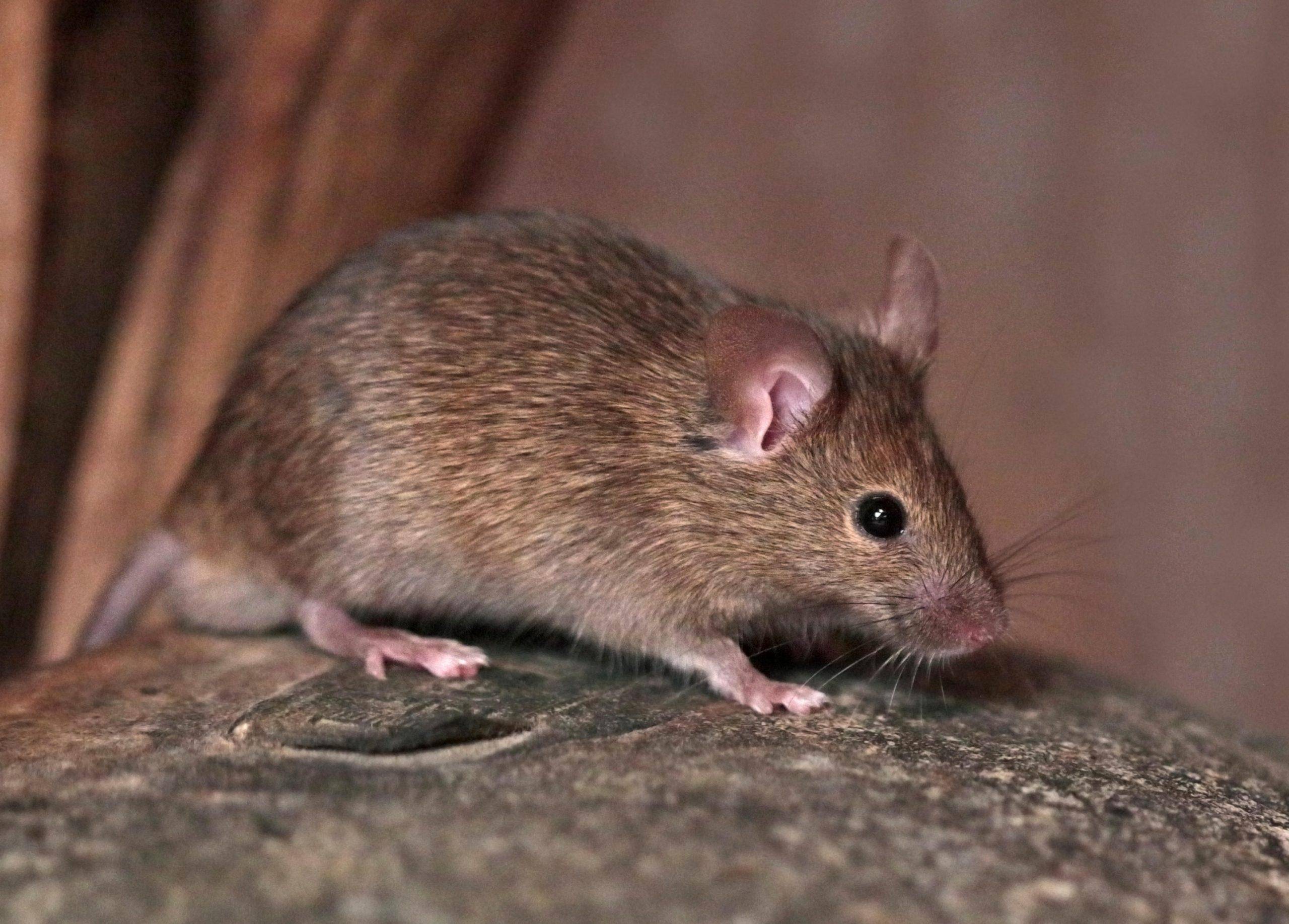 Самые опасные грызуны-вредители для дома и сада - серая крыса и домовая мышь