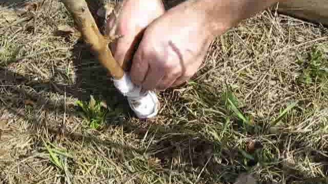 Яблоню погрызли мыши – что делать для спасения дерева