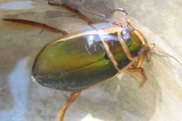 Жук плавунец окаймленный: секреты подводной жизни хищного насекомого