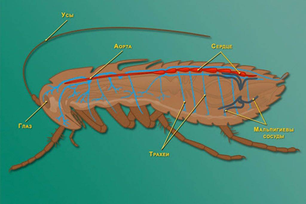 Сколько живут домашние тараканы без еды, воды или без головы