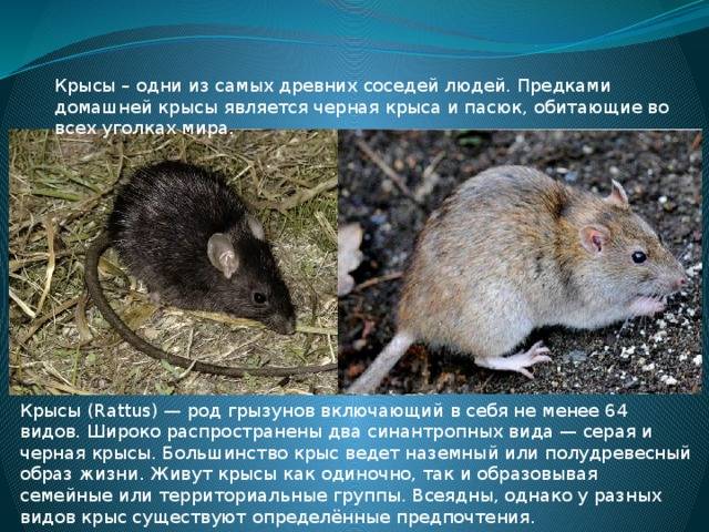 Черные крысы: внешний вид, среда обитания, питание, размножение грызунов