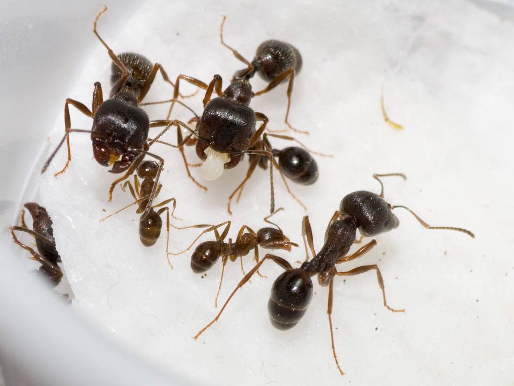 Муравьи жнецы: содержание и уход. как ухаживать за муравьями в домашних условиях?