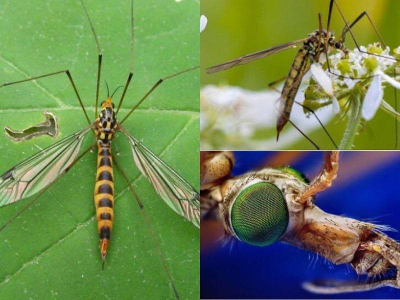 Комар насекомое. образ жизни и среда обитания комара
