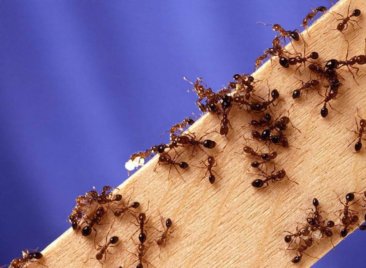 Откуда берутся желтые муравьи в квартире и как от них избавиться?