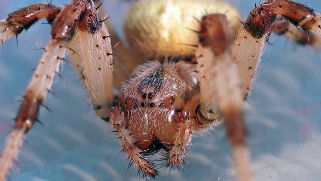 Обыкновенный паук крестовик: фото и описание