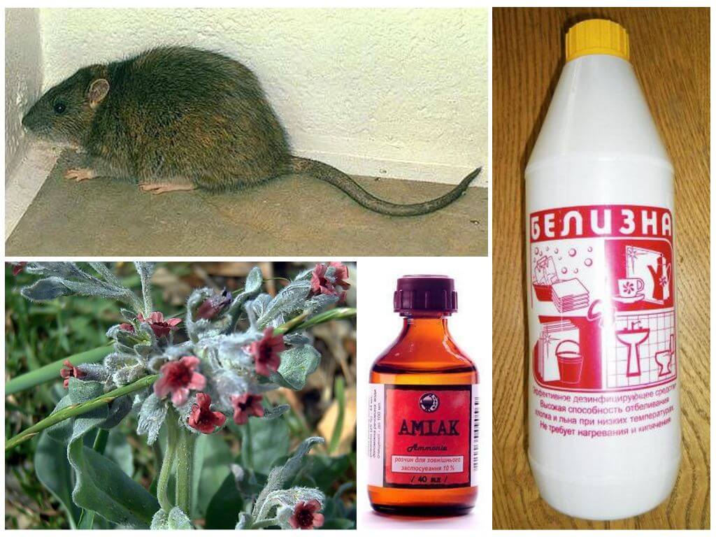 Крысы в частном доме: как избавиться, народные средства, ловушки