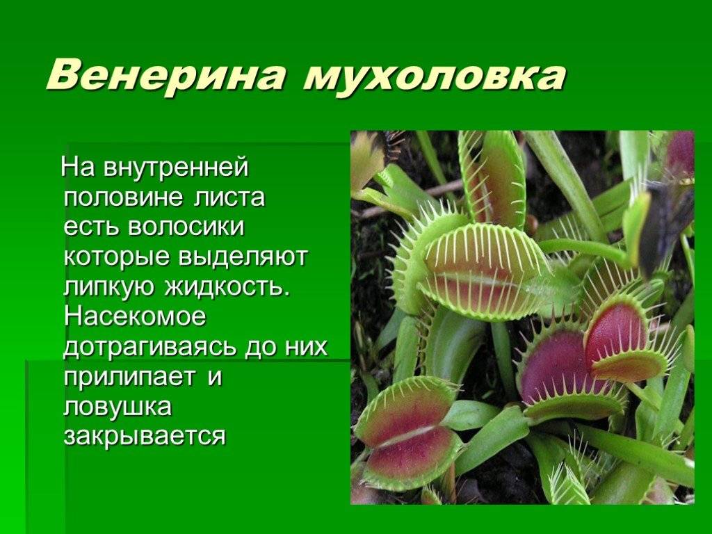 Венерина мухоловка - dionaea muscipula - хищные растения - посадка и уход | цветы