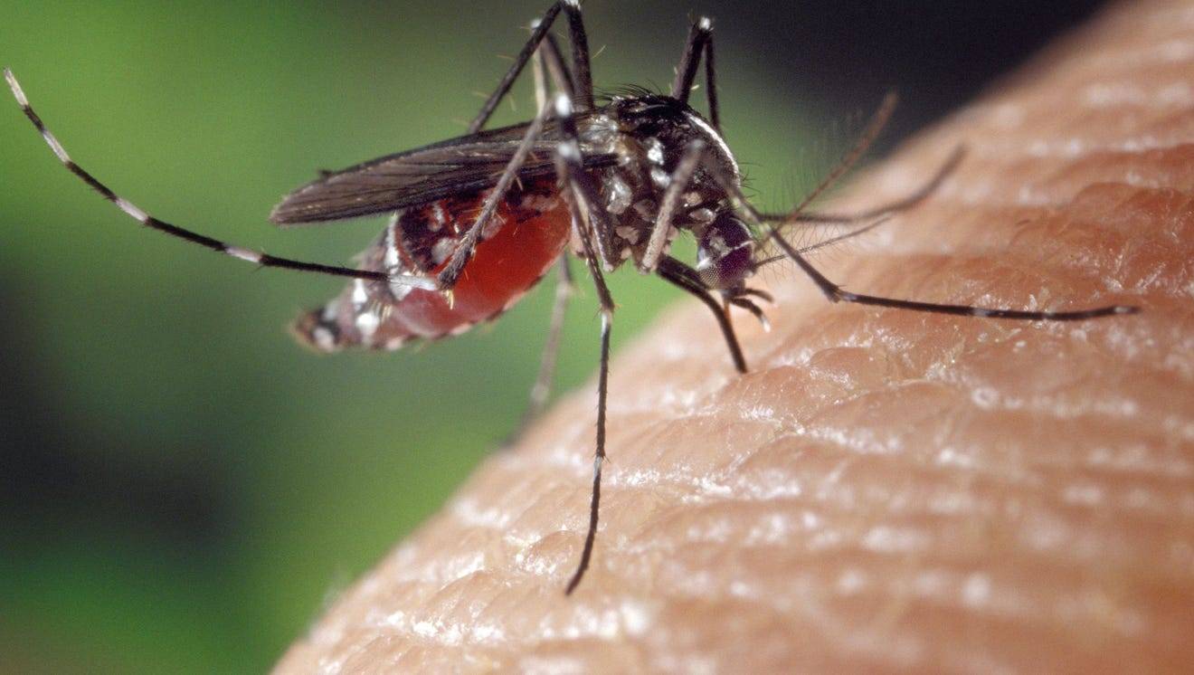 Комар-пискун – навязчивое насекомое, мешающее спать по ночам. комар насекомое. образ жизни и среда обитания комара