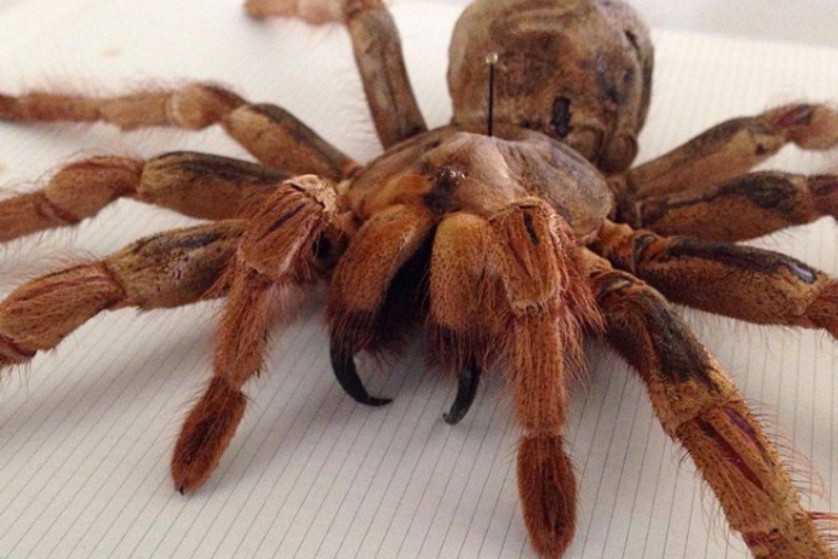 Где обитает бразильский странствующий паук. где обитает бразильский странствующий паук phoneutria
